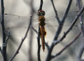 Spot-winged